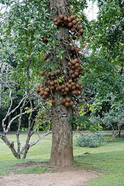 Kandy-Botanical garden-052